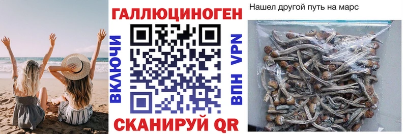 закладки  Спас-Клепики  Псилоцибиновые грибы мицелий 